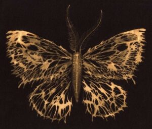 نقاشی پروانه با وایتکس